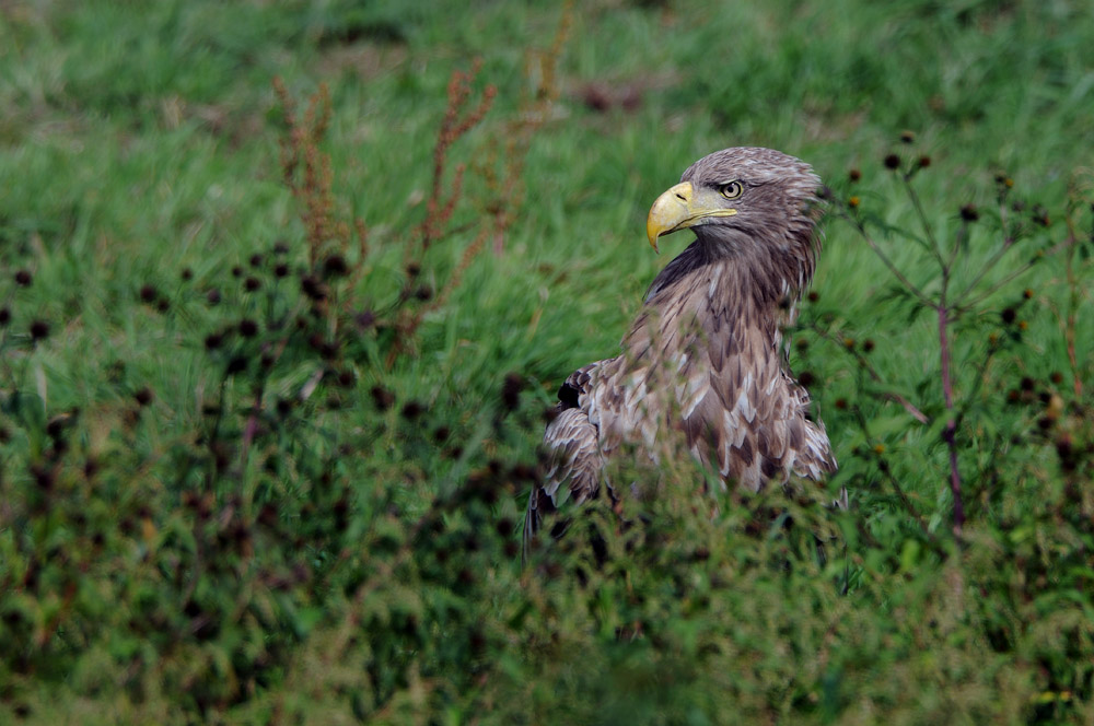 Seeadler