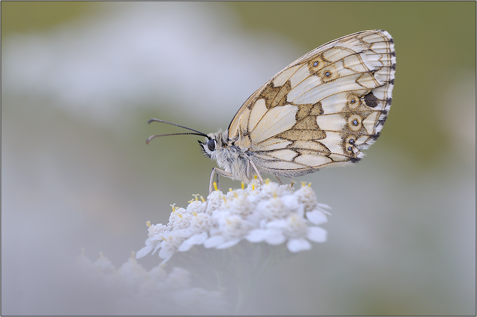 Damenbrett(Melanargia galathea)