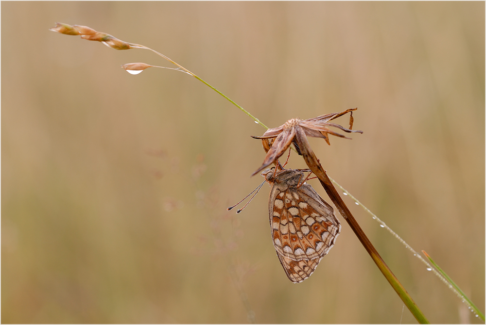 Schmetterling