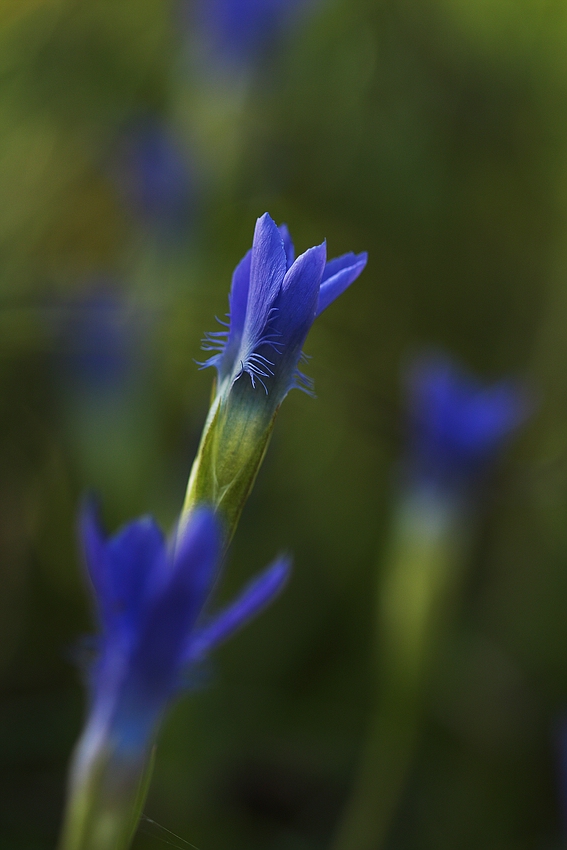 Gewöhnlicher Fransenenzian (Gentianella ciliata)