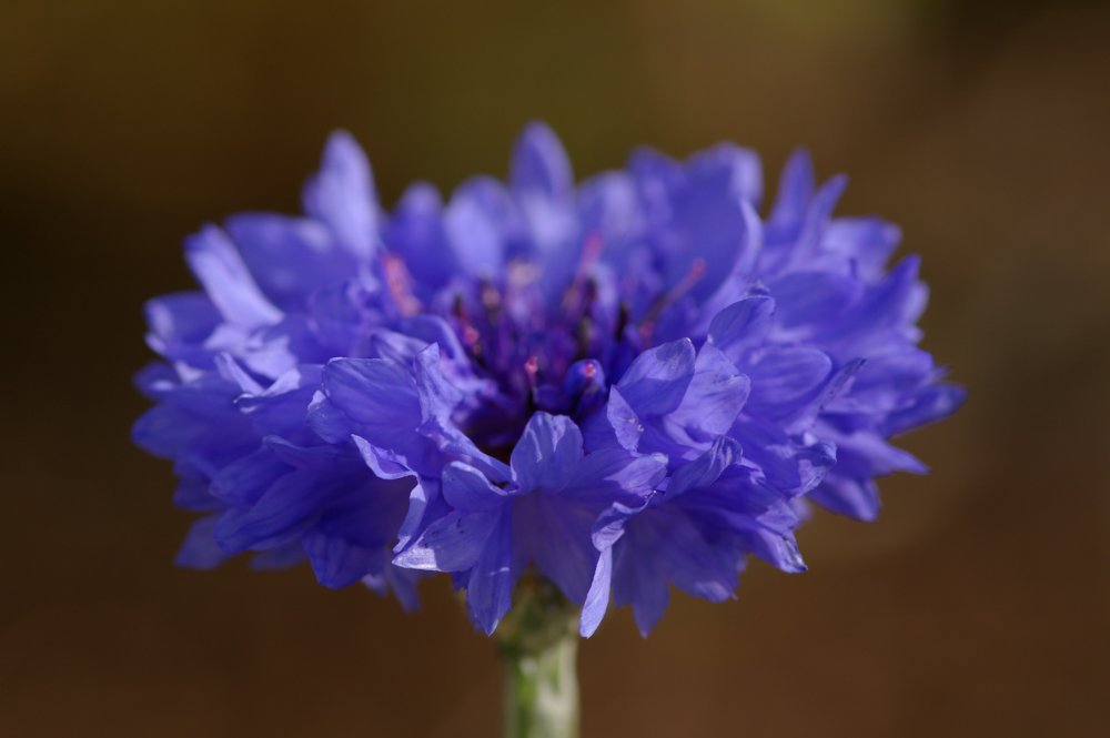 Centaurea cyanus