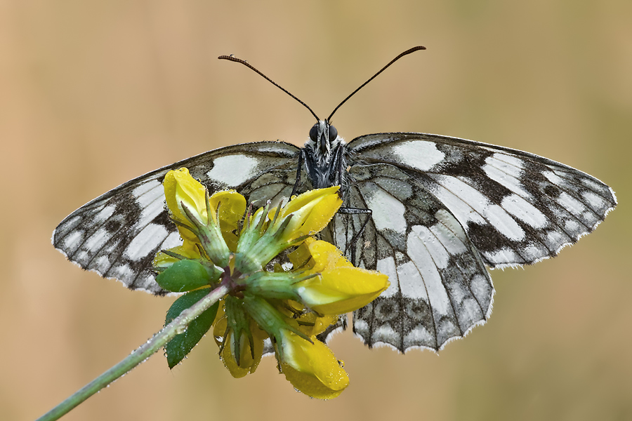 Melanargia galathea