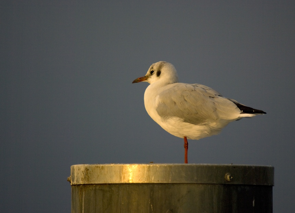 Lachmöwe SK am Abend
