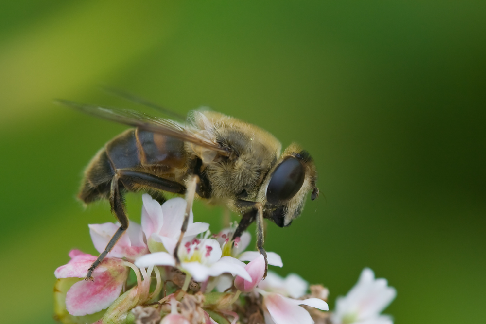 fleissiges Bienchen
