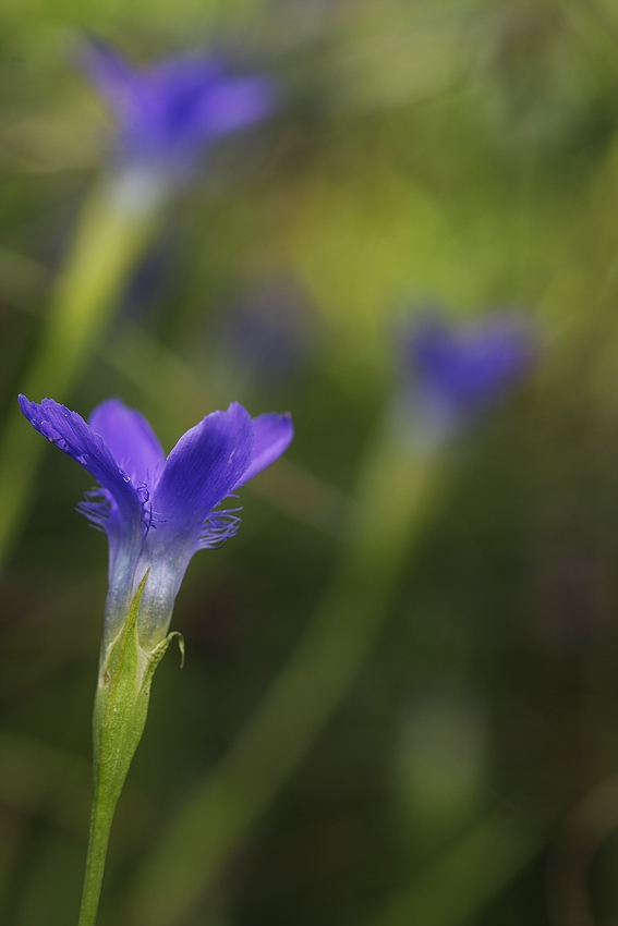 Gewöhnlicher Fransenenzian (Gentianella ciliata) II