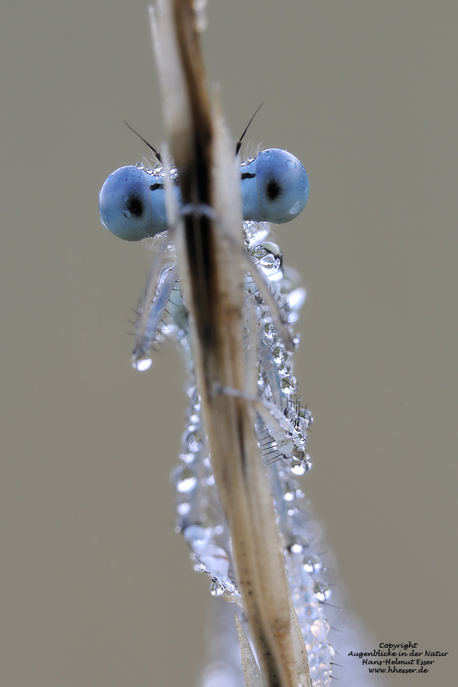 Gemeine Federlibelle (Platycnemis pennipes)