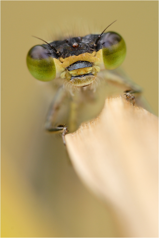 Große Pechlibelle