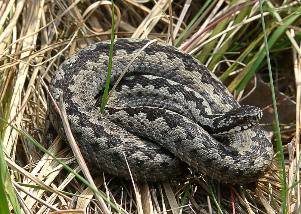 Kreuzotter ( Vipera berus )