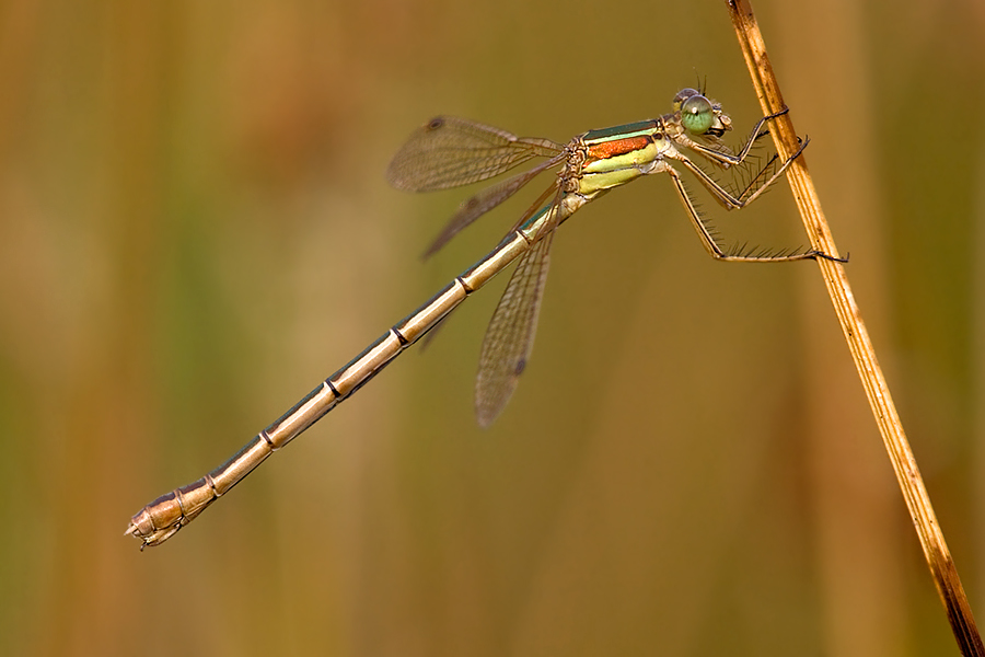 Lestes Barbarus - Weibchen