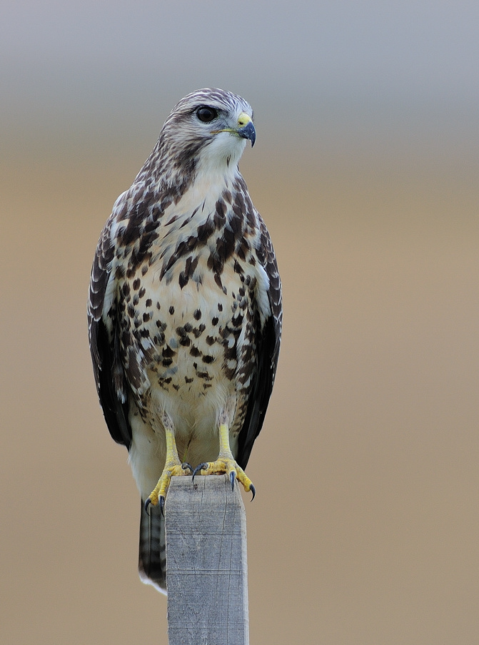 Bussard (Forum für Naturfotografen)