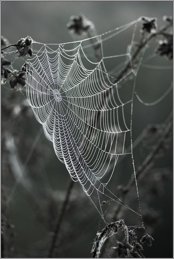 Spinnennetz (Forum für Naturfotografen)