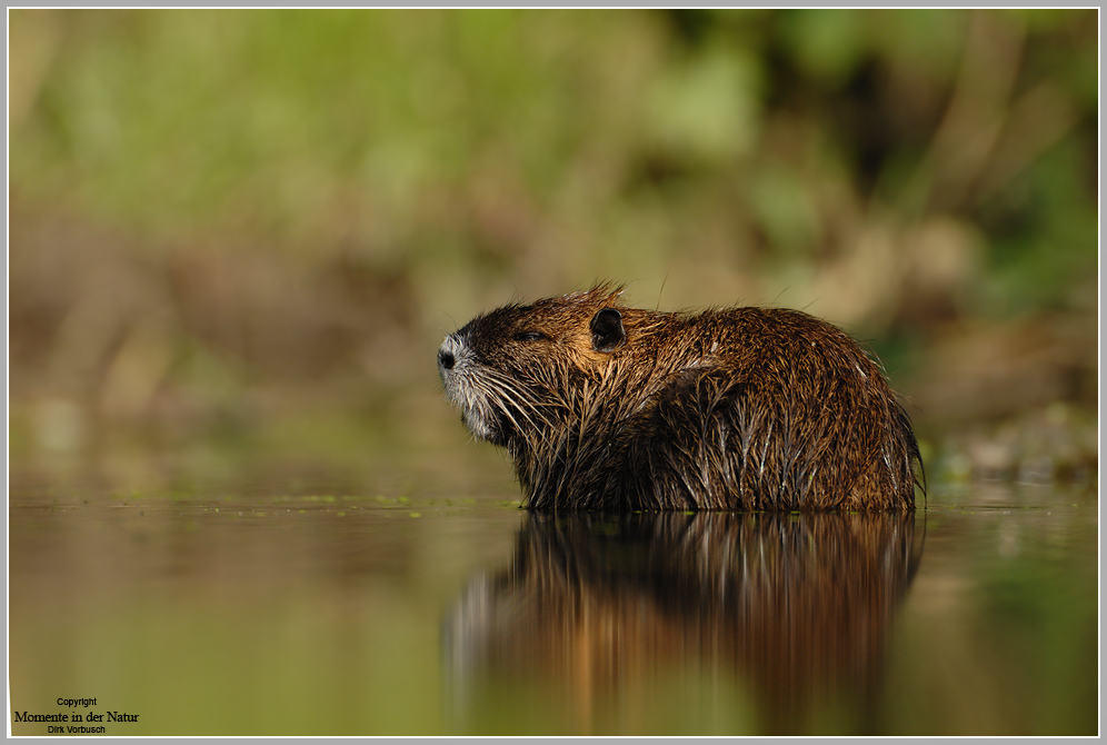 Nutria (Myocastor coypus)