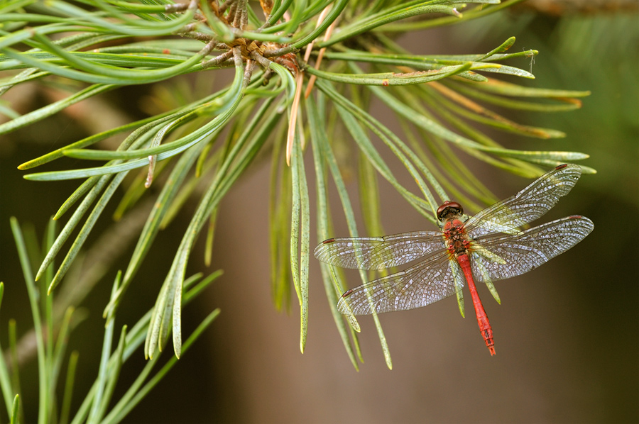 Sympetrum sanguineum