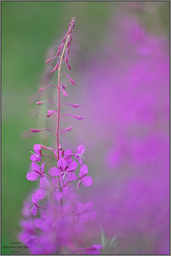 Schmalblättriges Weidenröschen (Epilobium angustifolium)