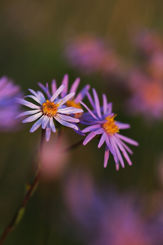 Bergaster (Aster amellus) II