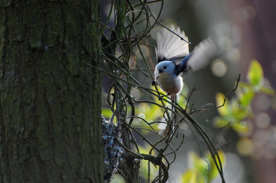 Schwanzmeise am Nest