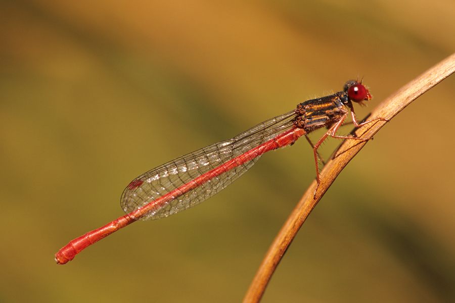 Späte Adonislibelle (Ceriagrion tenellum)
