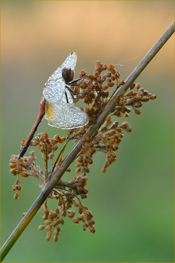 Sympetrum flaveolum ...