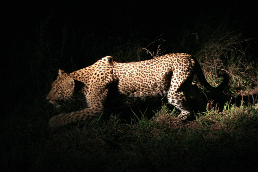 Leopard bei der Jagd