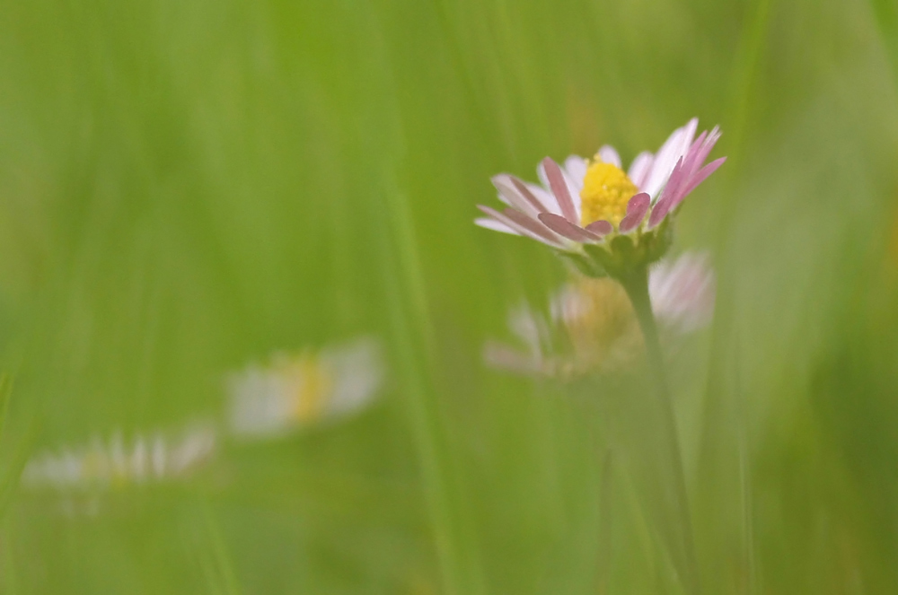 Malerische Gänseblümchen