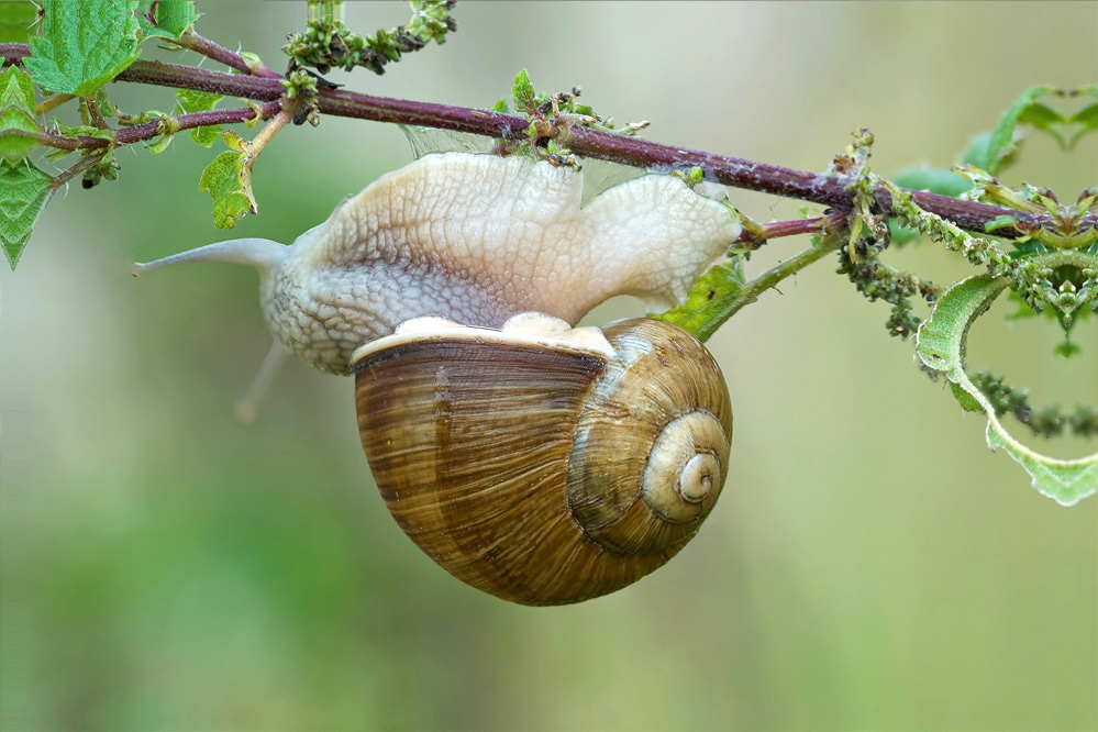 Weinbergschnecke