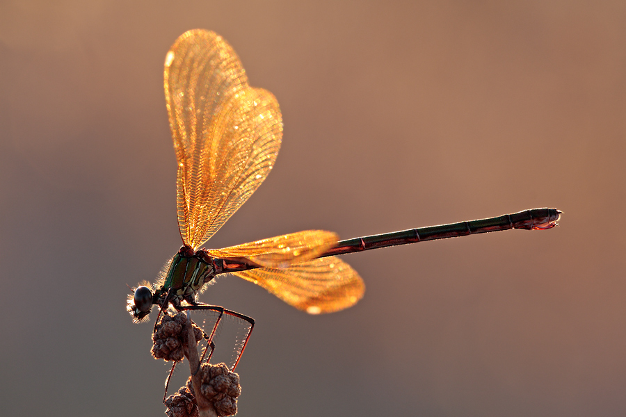 Die Goldene