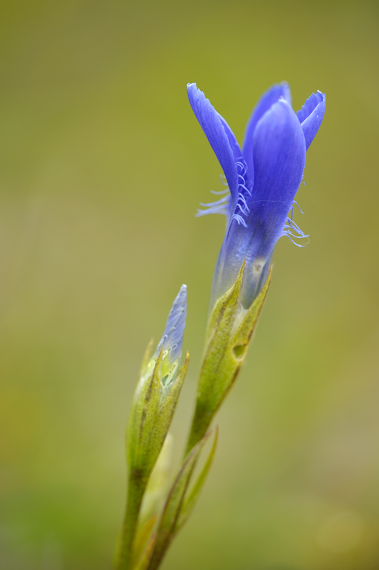 Gentiana ciliata