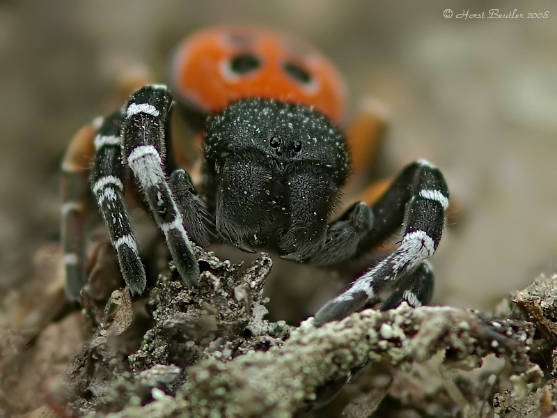 Rote Röhrenspinne (Eresus kollari)