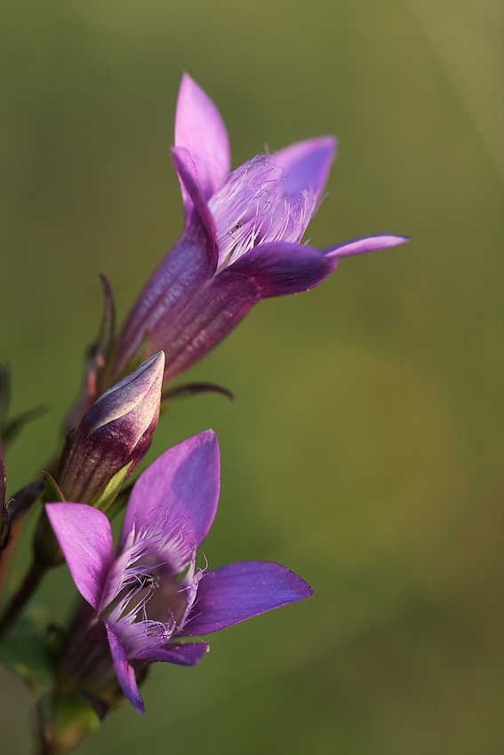 Deutscher Fransenenzian (Gentianella germanica)