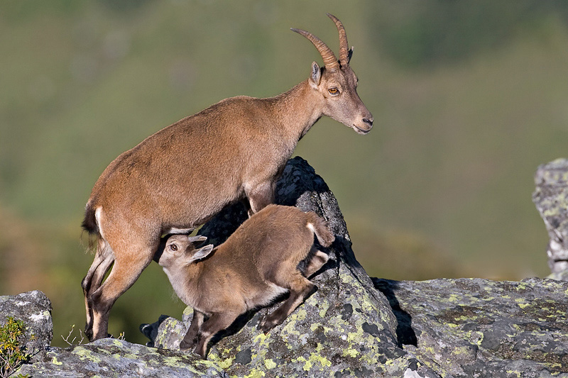 Steinbbock mit Jungem