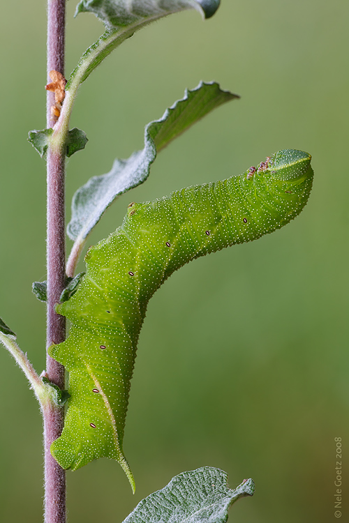 Raupe Nimmersatt