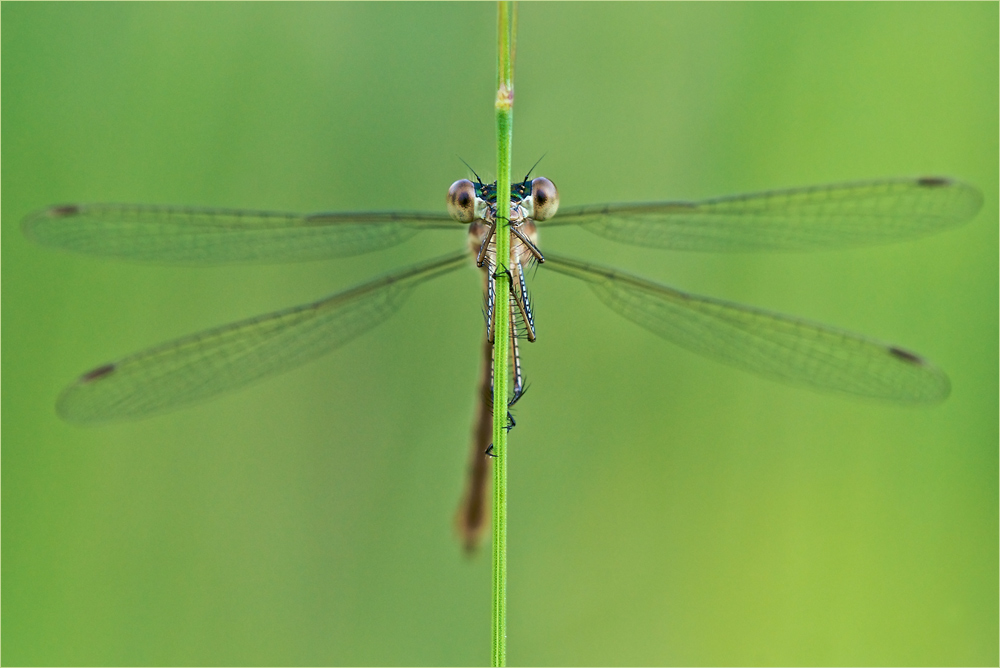 Gemeine Binsenjungfer (Lestes sponsa)