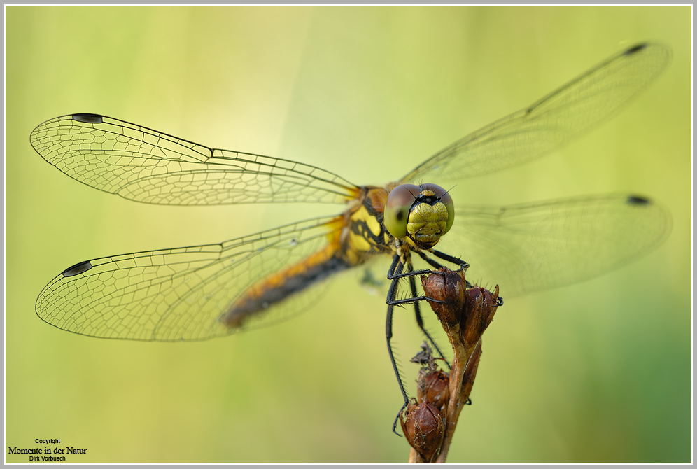 Schwarze Heidelibelle (Sympetrum danae)