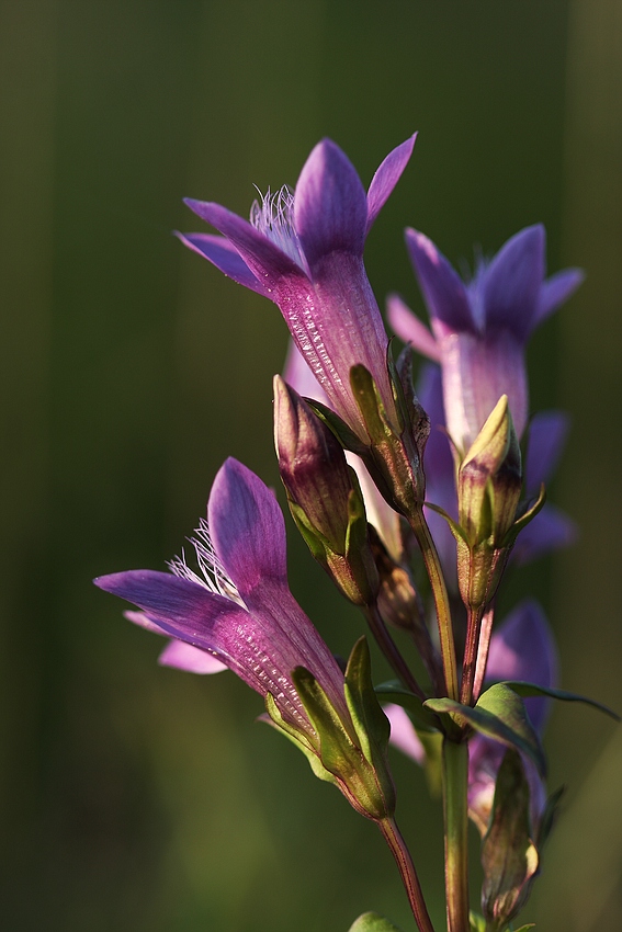 Deutscher Fransenenzian (Gentianella germanica) II