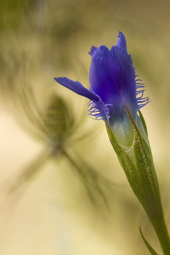 Gentianelle ciliata
