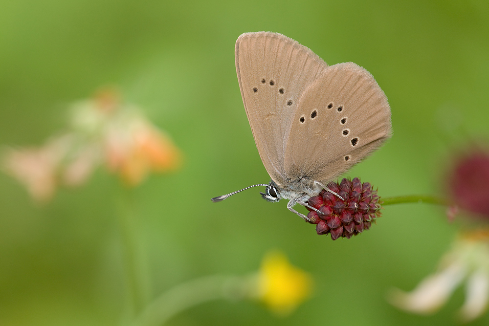 Maculinea nausithous