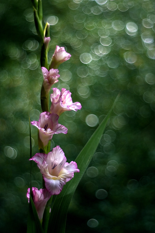 Gladiole