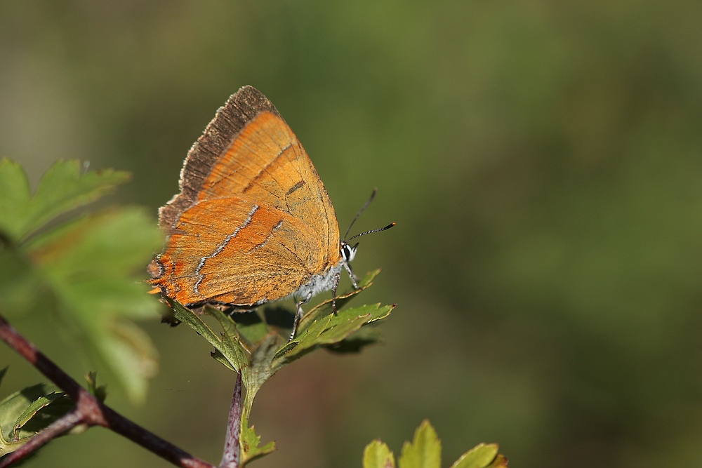 Nierenfleck-Zipfelfalter (Thecla betulae)