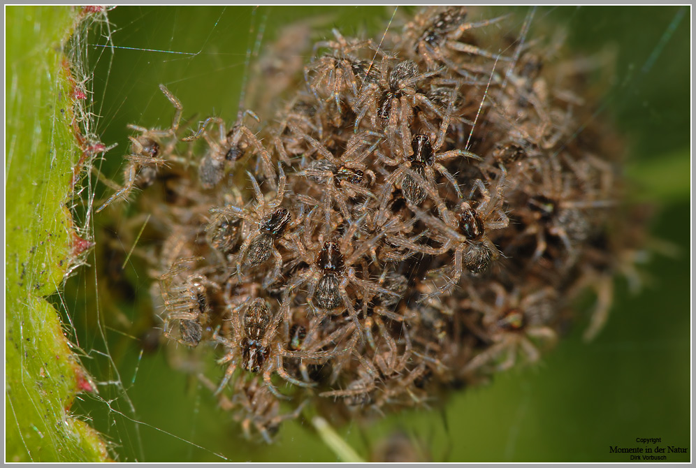 Junge Listspinnen (Pisaura mirabilis)