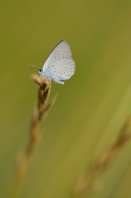 Cupido minimus