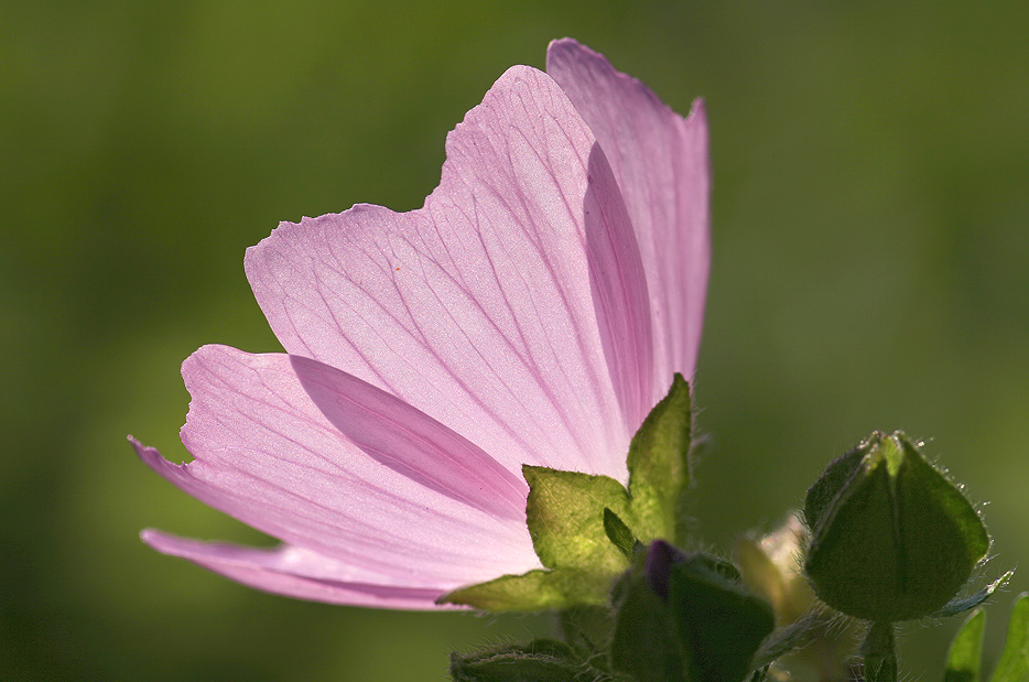 ***Sonnenkollektor*** (Forum für Naturfotografen)