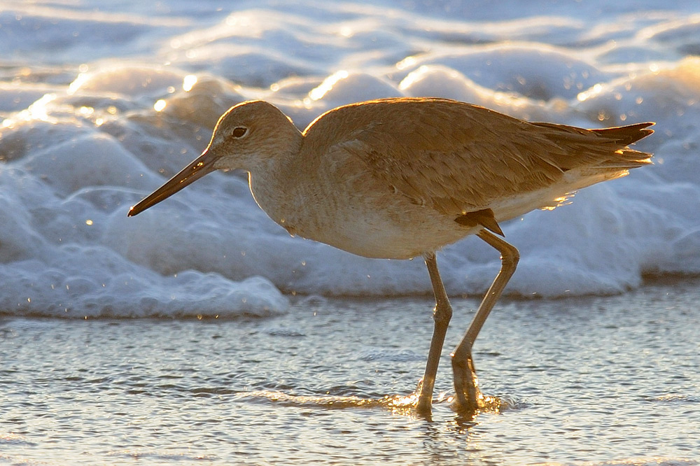 Willet (Catoptrophorus semipalmatus)