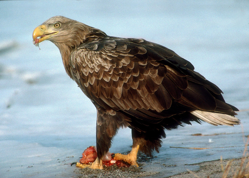 Seeadler mit Beute am Peenestrom