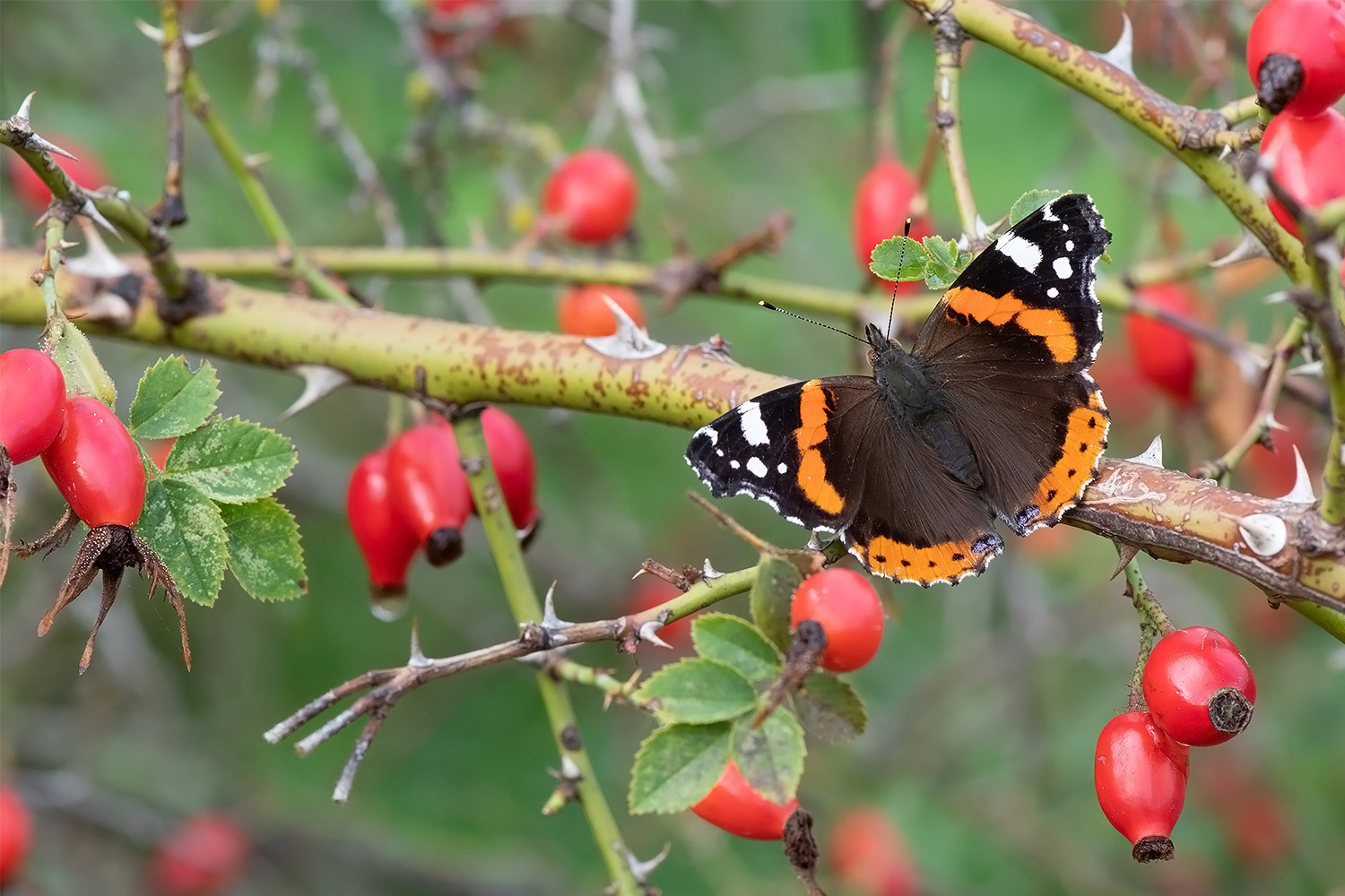 Herbst