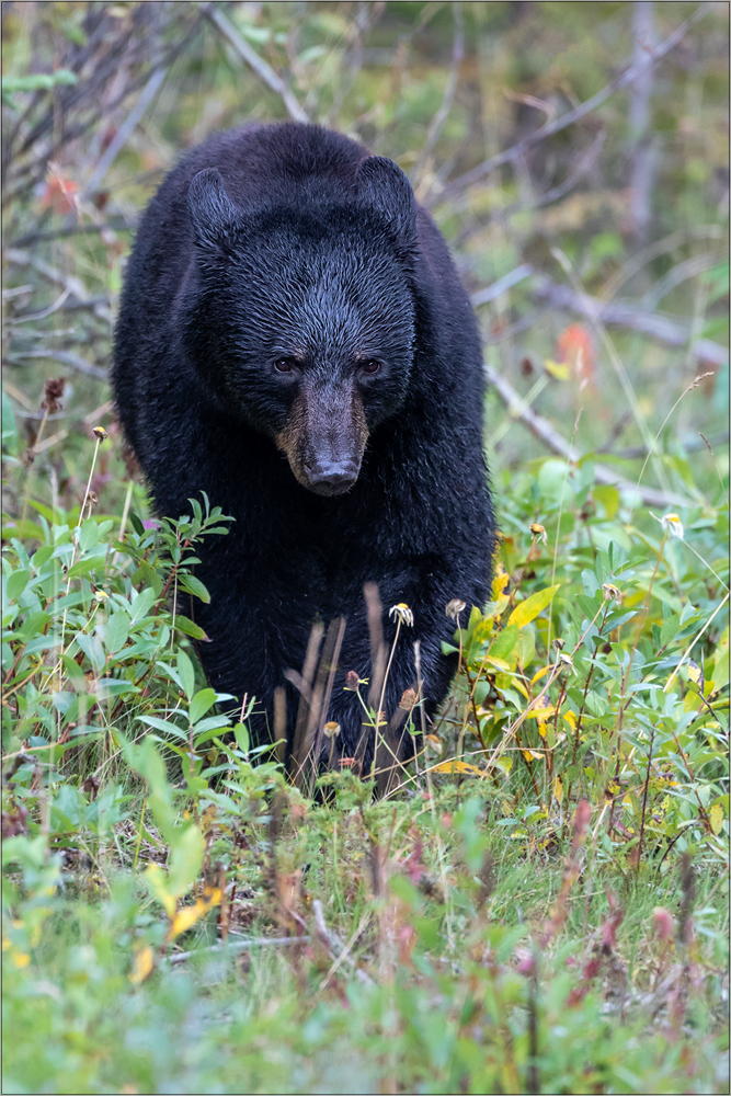 Schwarzbär