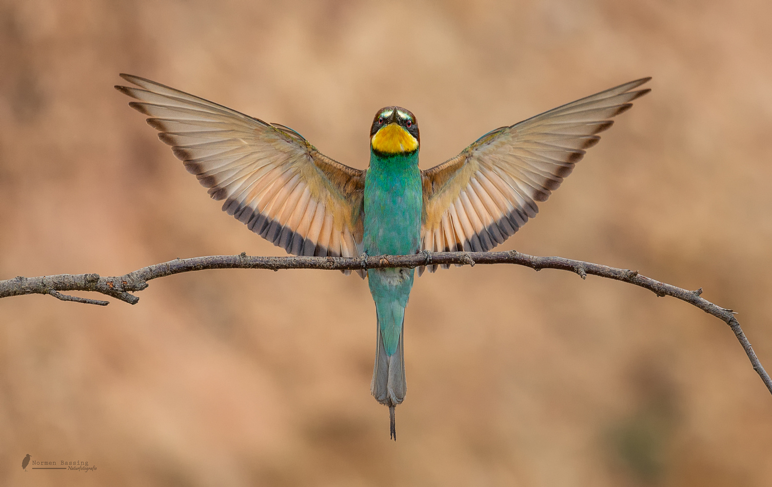 Anflug der 2 Bienenfresser