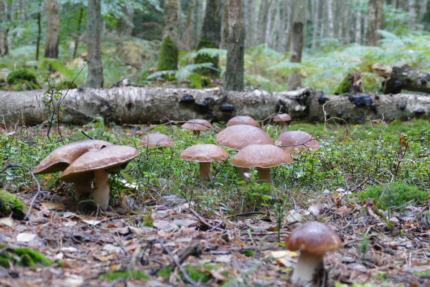 Steinpilze bis zum Abwinken