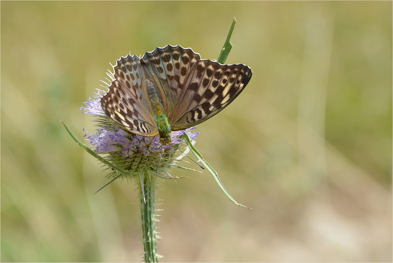 Varietät Argynnis paphia f.