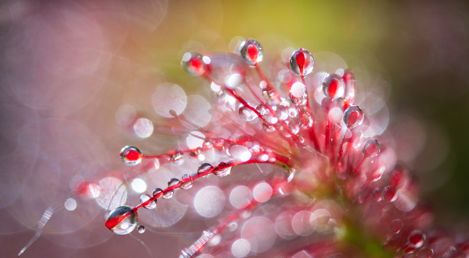 ____drosera rotundifolia________