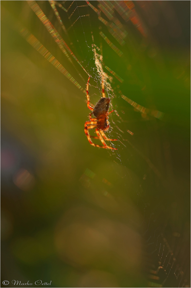 Gartenkreuzspinne (Araneus diadematus)